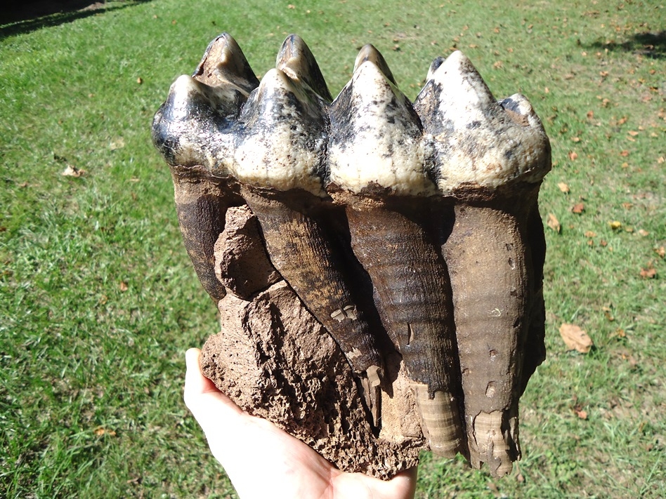 World Class Fully Rooted Five Hump Mastodon Tooth